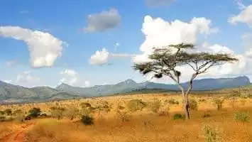 Gana