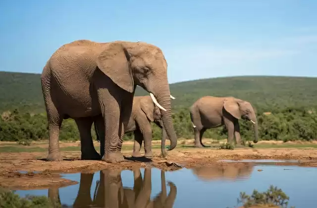 All'Addo Elephant Park