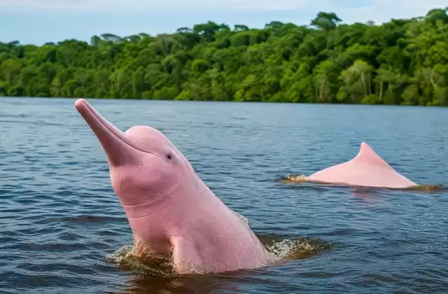Delfini rosa