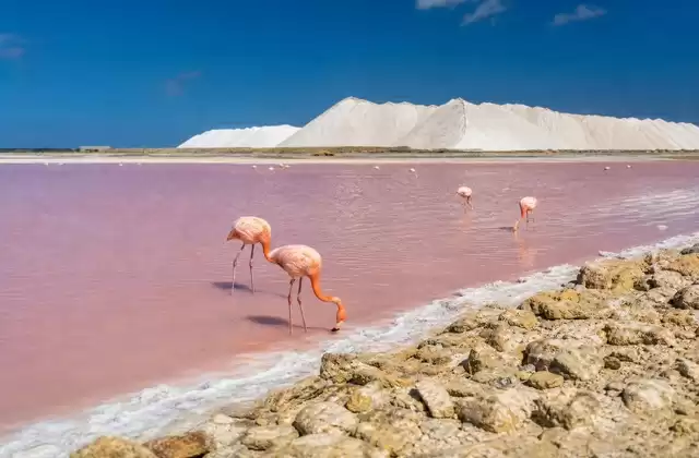 Saline di Bonaire