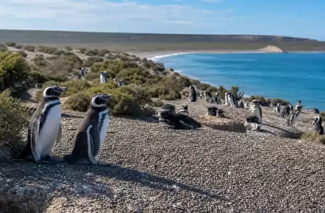 A Punta Tombo
