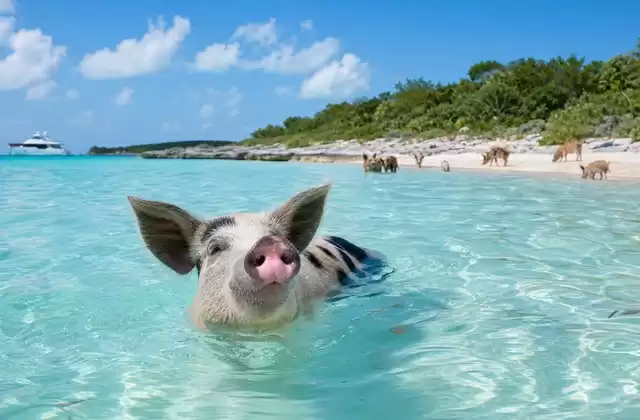 Alle Bahamas