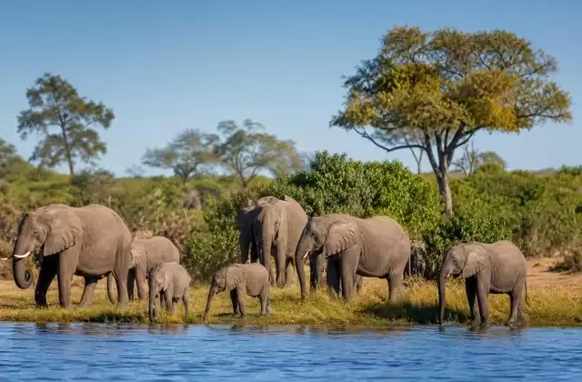 Parco nazionale del Chobe