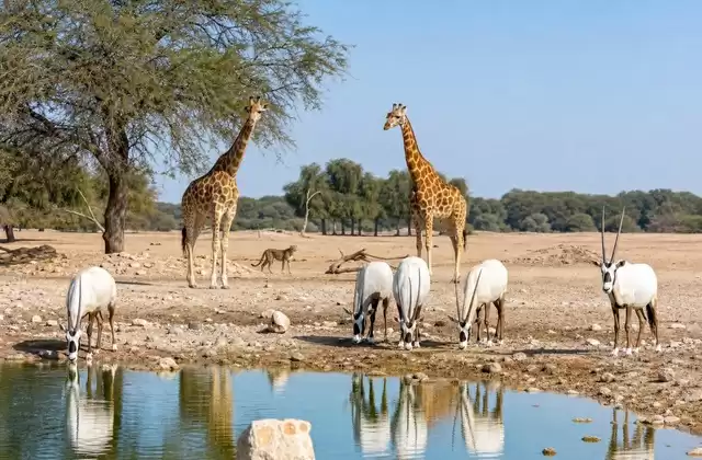 A Sir Bani Yas