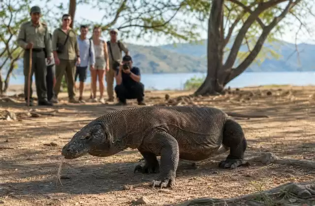 A Komodo
