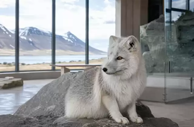 A Ísafjörður