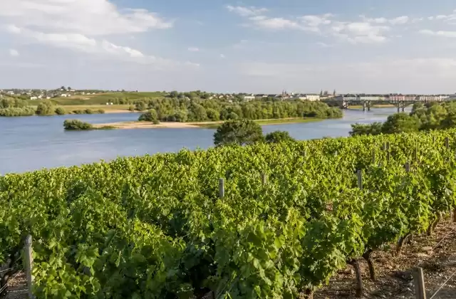 I vigneti di Nantes