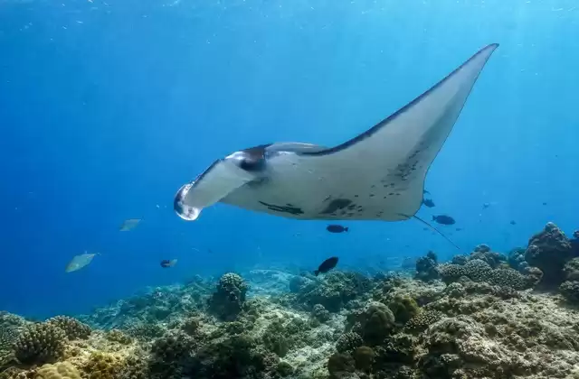 A Yap