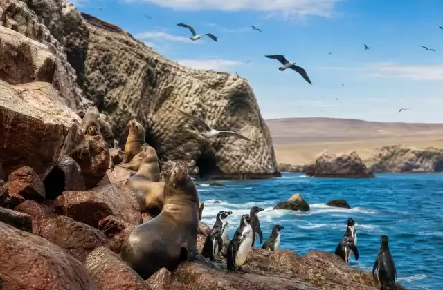 Alle isole Ballestas
