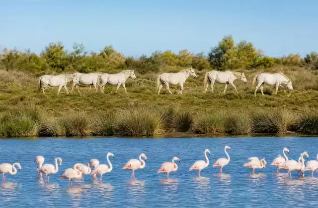 In Camargue