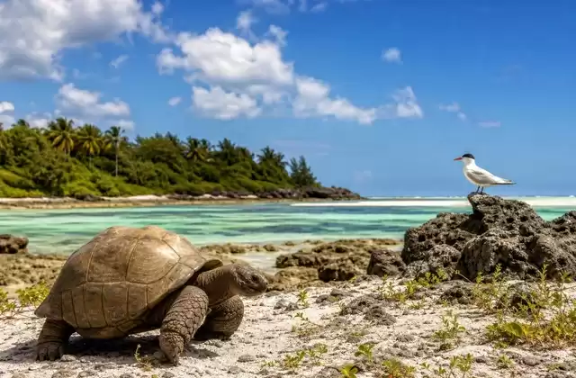 Ad Aldabra