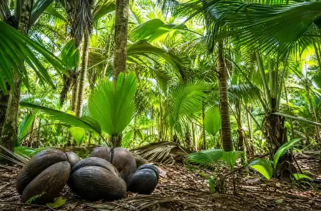 Alla Vallée de Mai