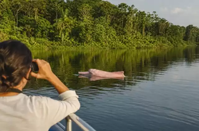 Osservazione dei delfini rosa