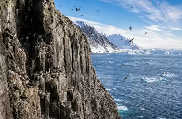 Le scogliere di Alkefjellet popolate dagli uccelli