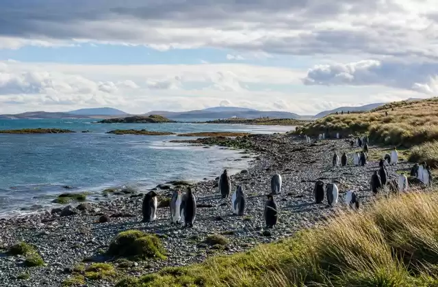 Falkland