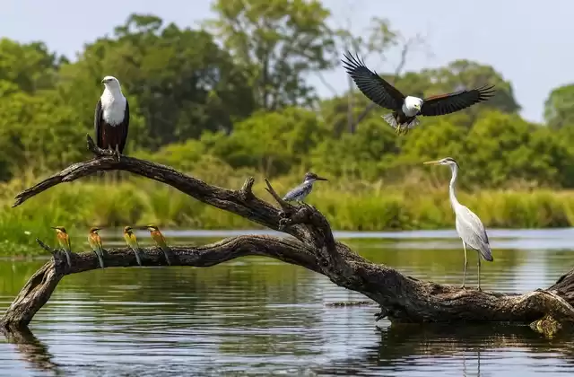 Birdwatching