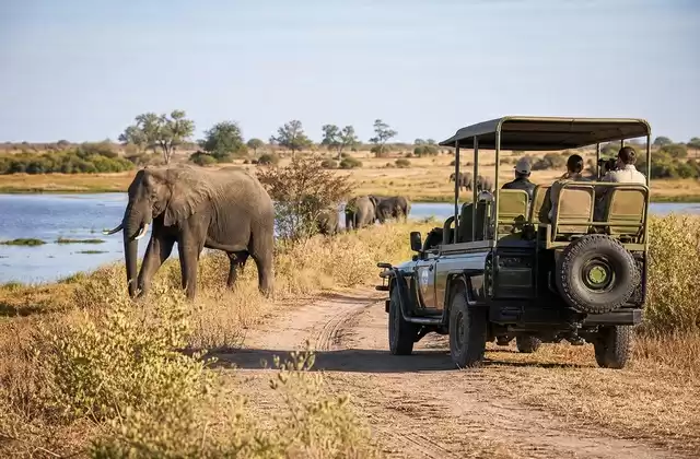 Safari terrestre nel Chobe