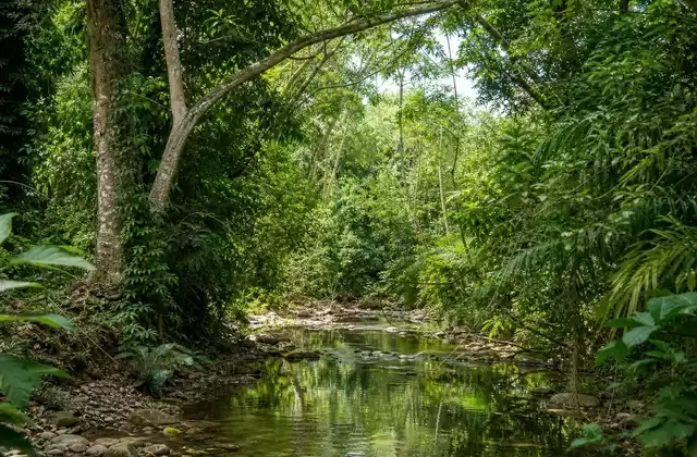 Foresta di Carara