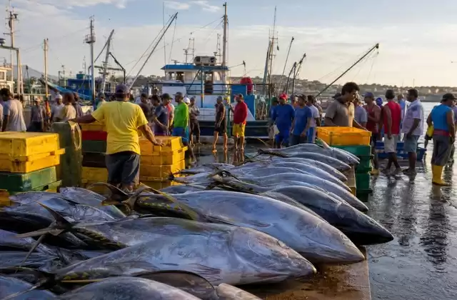 Mercato del pesce di Manta
