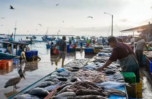 Mercato del pesce di Manta