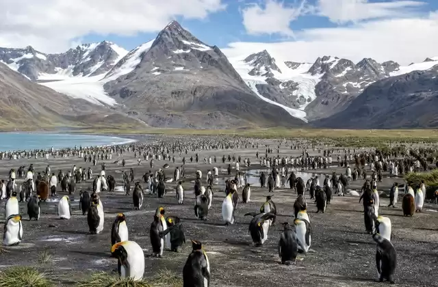 Salisbury Plain e i suoi pinguini reali