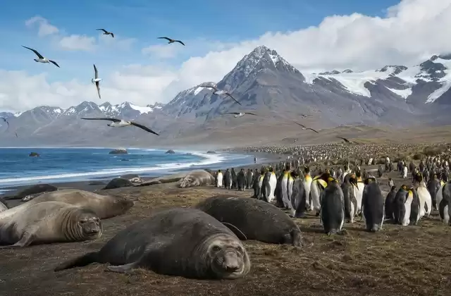 St Andrews Bay, la fauna in tutta la sua grandiosità