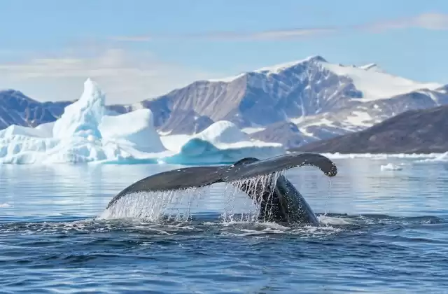 Osservare balene e fauna artica