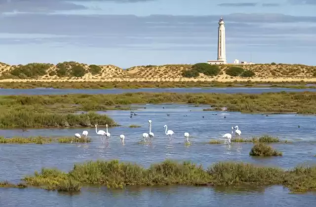 Il parco di Doñana e l'estuario