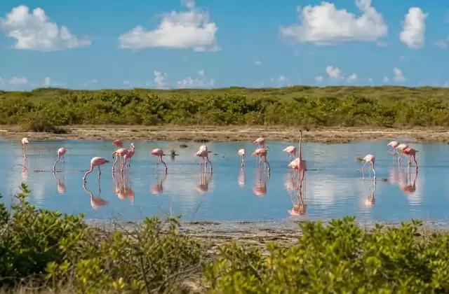 Flamingo Pond