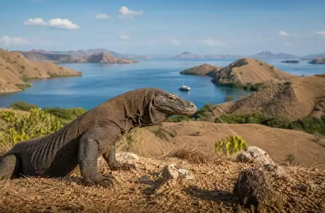Parco nazionale di Komodo