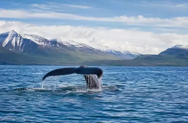 Avvistamento delle balene nell'Eyjafjörður