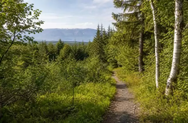 Escursione nella foresta di Kjarnaskógur
