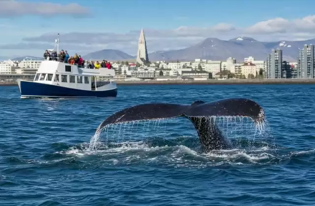 Avvistamento delle balene dal Porto Vecchio
