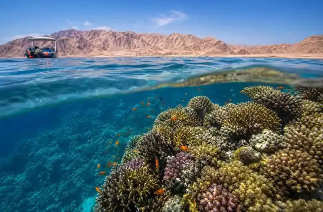 Reef Giapponese