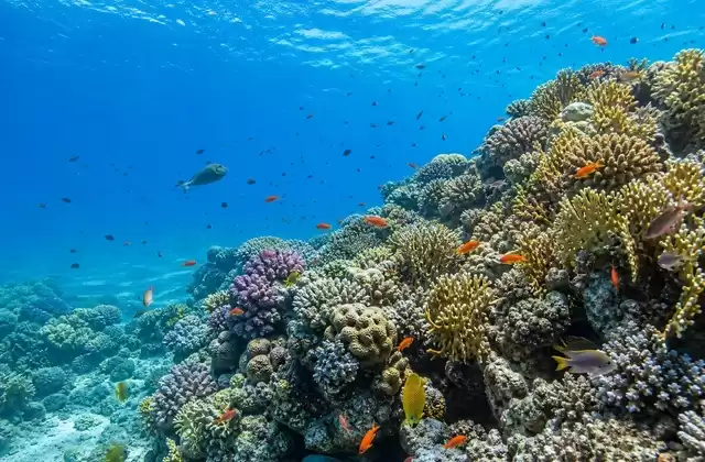 Reef Giapponese