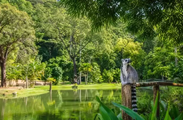 Parco Ivoloina