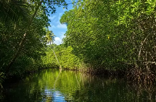 Mangrovie di Kosrae