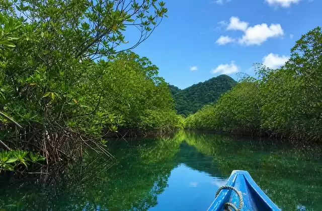 Mangrovie di Kosrae