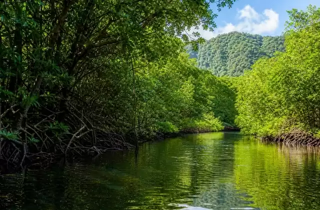 Mangrovie di Kosrae