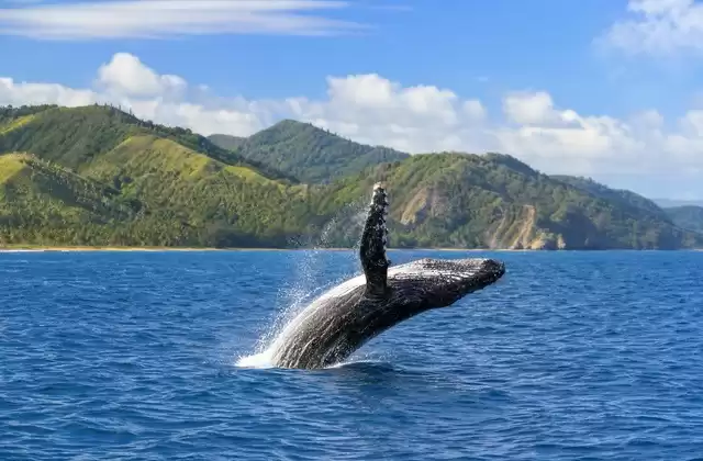 Baia di Samaná
