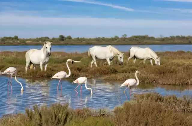 Un'escursione in Camargue da Arles