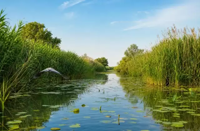 Canali del delta
