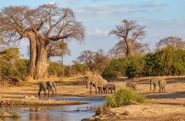 Tarangire