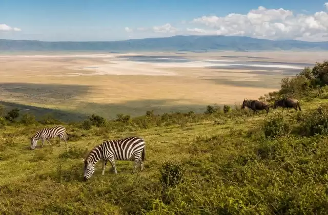 Ngorongoro
