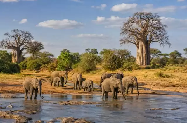 Tarangire