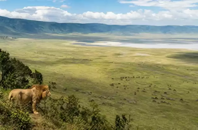 Ngorongoro
