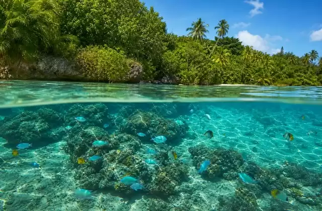 Snorkeling
